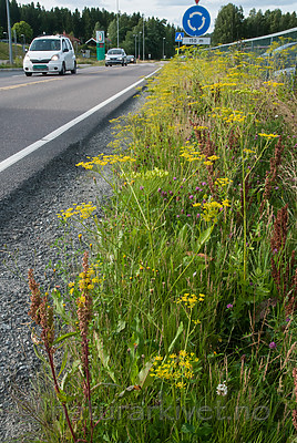 BB 12 0390 / Pastinaca sativa / Pastinakk <br /> Pastinaca sativa hortensis / Hagepastinakk <br /> Rumex longifolius / Høymol <br /> Trifolium pratense / Rødkløver
